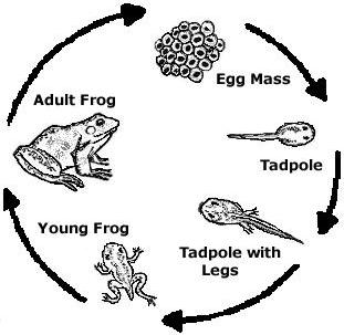 Toad life cycle diagram